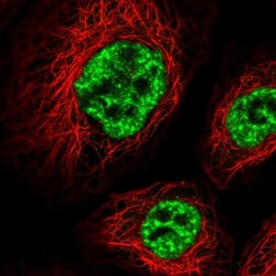 WDR58 Antibody, Novus Biologicals:Antibodies:Primary Antibodies